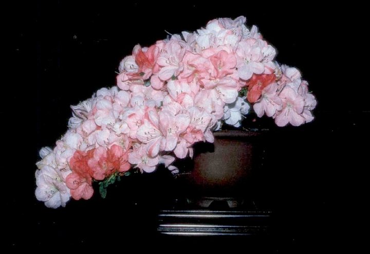 Bonsai Bougainvillea