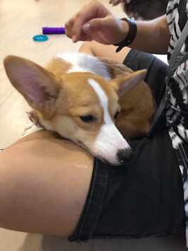 Corgi at Furballs in Singapore